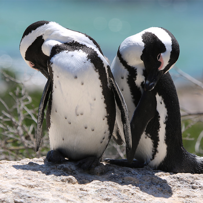 Toneart Fotografie Tiere